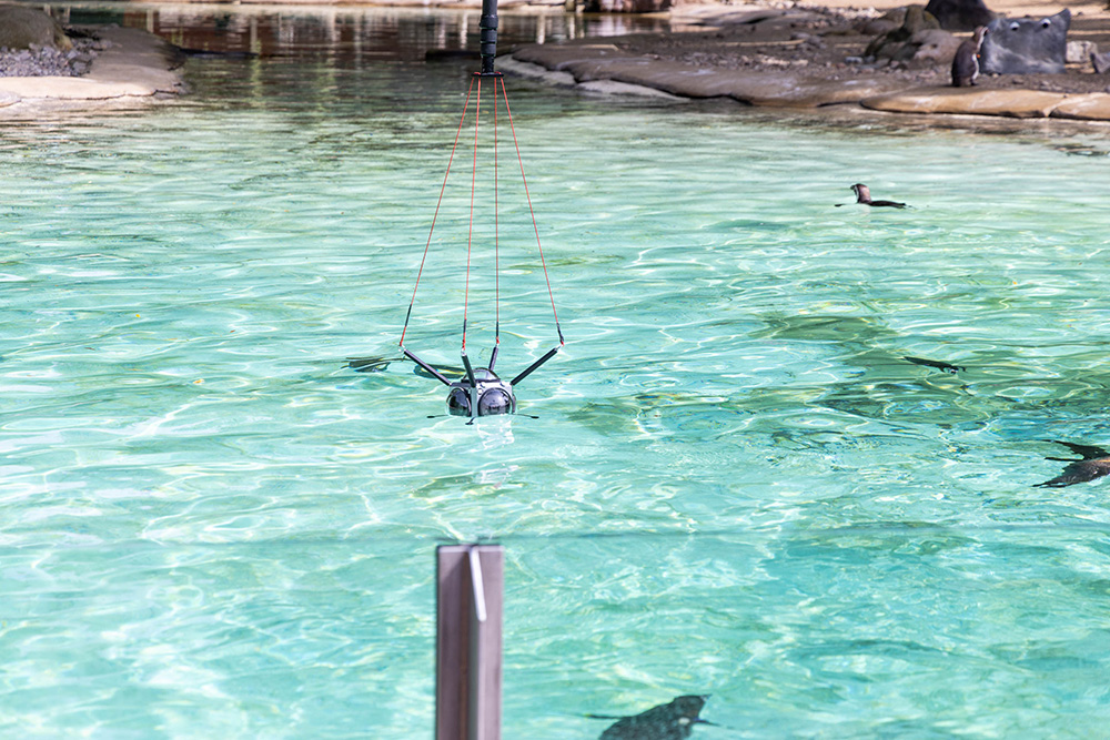 ZSL London Zoo penguins 360 video